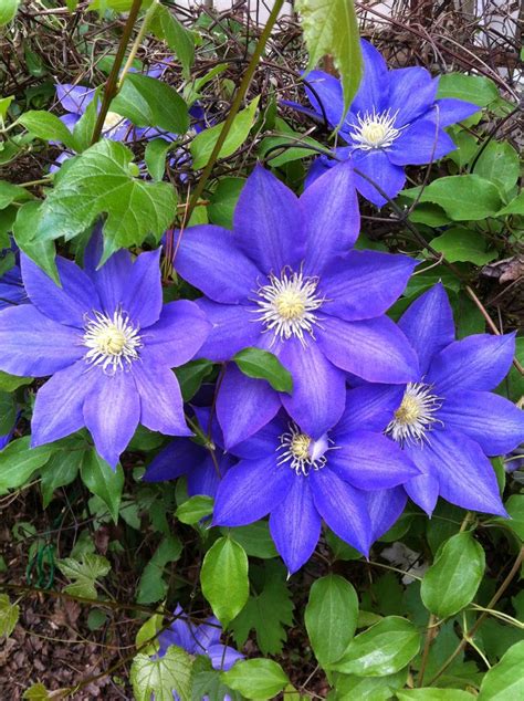 Gratis per usi commerciali attribuzione non richiesta senza copyright. Blue clematis | Clematis vine, Blue clematis, Clematis
