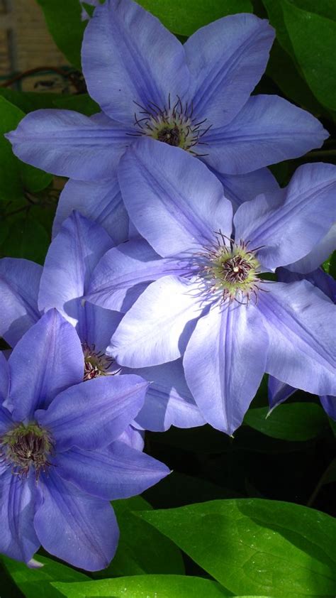 Bellflowers make a perfect ground cover plant and also grow well in window boxes. Pin on Clematis - Plamének