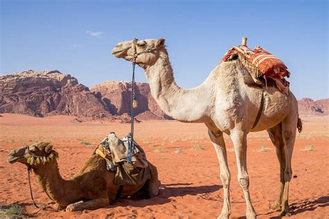 Long, but a hard life, or will soon run into difficulties. Camel in a Dream - Meaning and Interpretation - Dream ...