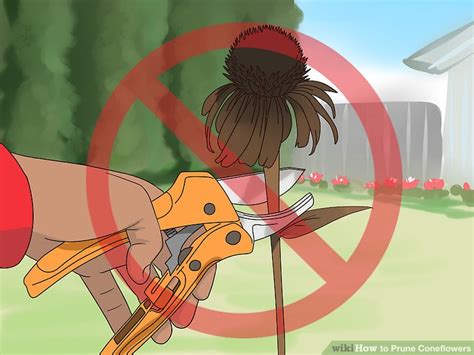 How to deadhead flowers 101: 3 Ways to Prune Coneflowers - wikiHow