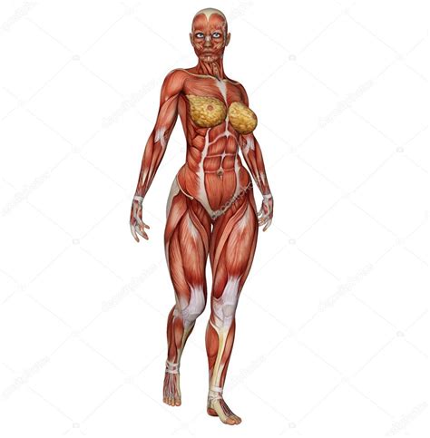 The human body is an amazing structure made up of many fascinating parts and systems. Female body's muscle structure in body builder pose ...