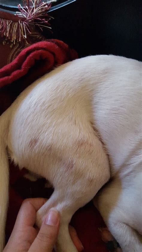 But when you start to see bald spots in your dog's fur, then that is a sign your pet has a problem. Dog Losing Hair In Spots On Back | Goldenacresdogs.com