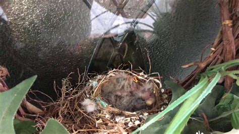 All the pretty birds is a community for a multiethnic and multicultural audience. Pretty Baby Birds. Cat Knocked off NEST! Crows carded them ...