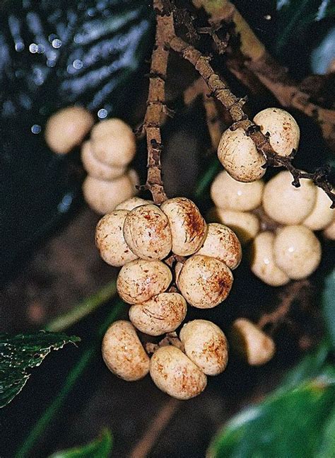 Other fruits in this family include the yellow mangosteen and the lemon drop mangosteen. Pin on Deliraras