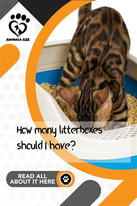 Of course, there are some differences in age conversion, depending on breed, weight, and other factors, but this chart gives you a general idea. How many litterboxes should I have? | Heste