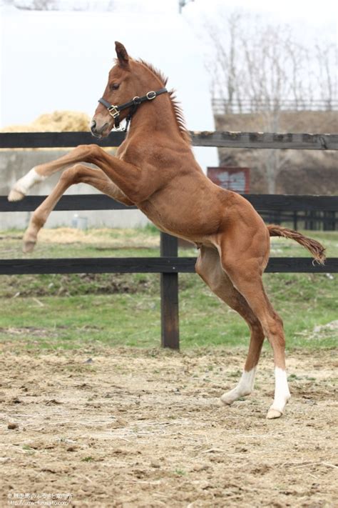 Nahrávejte, sdílejte a stahujte zdarma. ビービーガルダンのファーストクロップが誕生 | 馬産地 ...