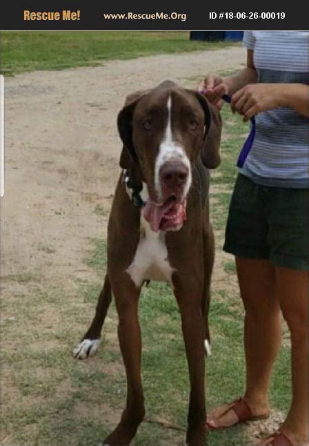 Some great danes may drool. ADOPT 18062600019 ~ Great Dane Rescue ~ Washington