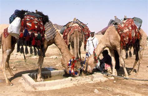 (i) nomads who breed ponies, sheep, cattle and camels, live entirely on milk and meat, and follow the graves at keszthely and elsewhere in the theiss valley, shown by their contents to belong to nomads of the first centuries a.d., are referred to the iazyges. The Ancient City of Petra | AMNH