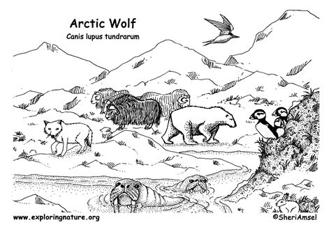 This page features easy color black lines with four fun facts about this special arctic animal. Wolf (Arctic)