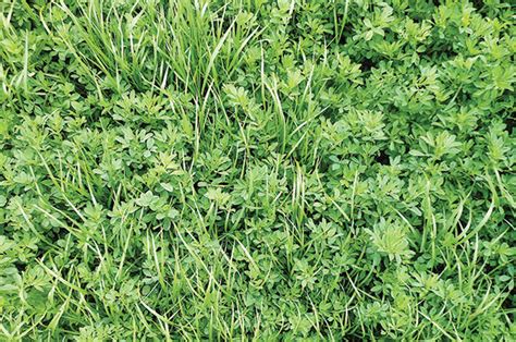 Traditional use and health benefits. Alfalfa-grass nutritional considerations: Pros and cons ...