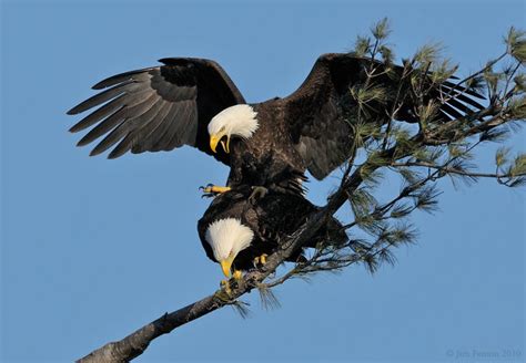The male climbs onto the back of the female and aligns. _NW07300 Bald eagles Mating photo - jim fenton photos at ...