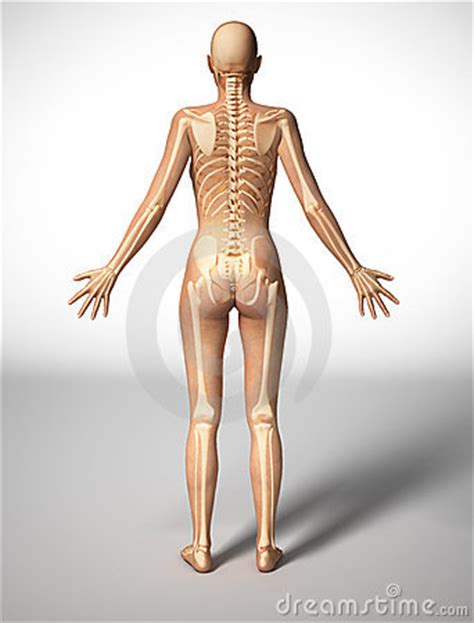 It was inspired by a similar project on ucsd's bonepit site. Woman Body With Bone Skeleton, Back View. Royalty Free ...