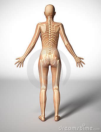 Shoulders still too big on this. Woman Body With Bone Skeleton, Back View. Royalty Free ...
