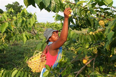 The source of this aromatic delight is the tropical cananga odorata tree native to asia. Ylang Ylang harvest