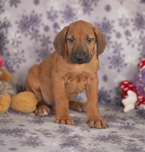 Working with the trenton public library was never boring. Rhodesian Ridgeback Puppies For Sale | New Jersey 3, NJ ...