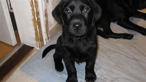 Ausgeglichene, zufriedene & gesunde hunde mit und durch die hunde formel. Lækker labrador/Formel 1 hvalp sælges.