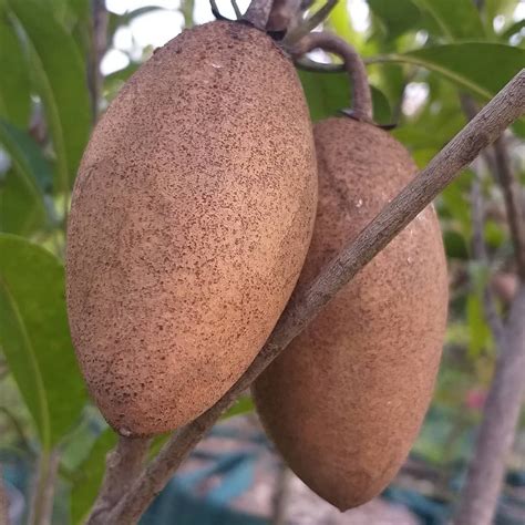 Jual bibit tanaman no1 terbesar dan terlengkap jawa timur meliputi bibit buah buahan, bibit tanaman hutan, bibit sayuran, pupuk pestisida dan alat berkebunan. JUAL PUPUK BUAH dan BIBIT BUAH on Instagram: "Tanaman buah ...