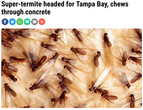 Our customer base is being serviced by some of the best technicians in the dfw, sa, and au area. Super Termites Invade Tampa Bay | Palm Harbor Termite ...