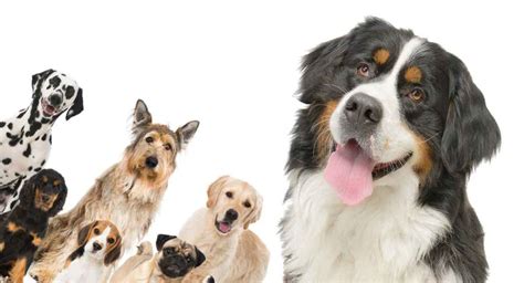 These 4 dog breeds were developed in different regions and named after them. Bernese Mountain Dog Mix Breed Dogs - Big Mixes With Big ...