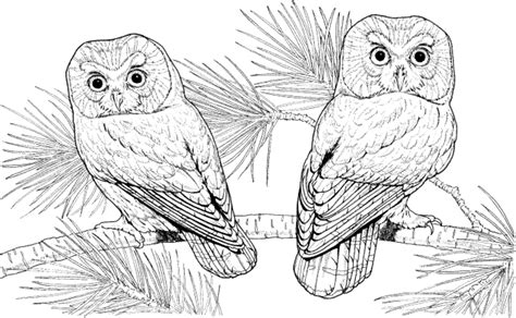 These days color by number books can be found in various forms. Flying Owl Coloring Pages - Coloring Home