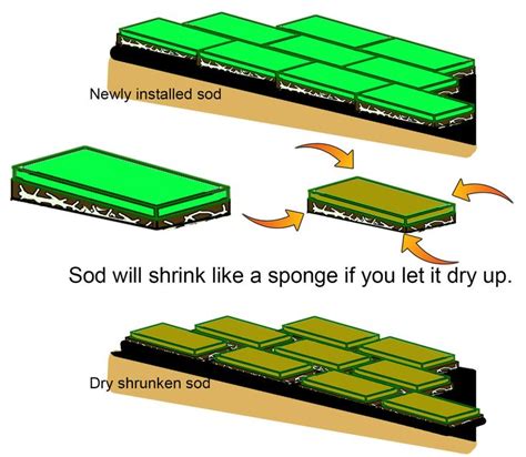 These are important things to consider when considering lawn care for new sod. New Sod Installation and After Care Steps to installing ...