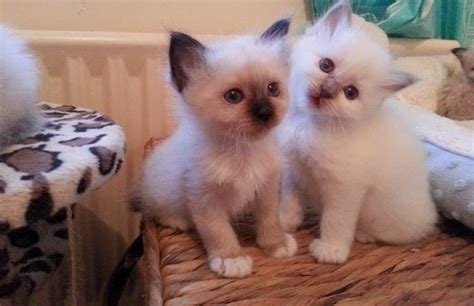 Though they are naturally born white just like any other colorpoint cats, their color develop as they age. The Kuwait Cats and kittens Adoption and sales email us at ...