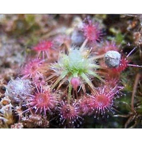 There are about 50 species in the drosera genus distributed mostly throughout australia, tasmania and new zealand1. Drosera Nitidula Seeds (Pygmy)