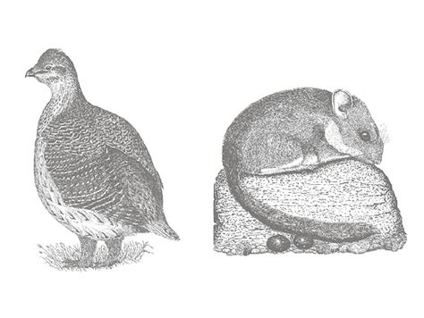 More images for bushy tailed woodrat drawing » Rare bird :: Fall 2006 :: Washington State Magazine