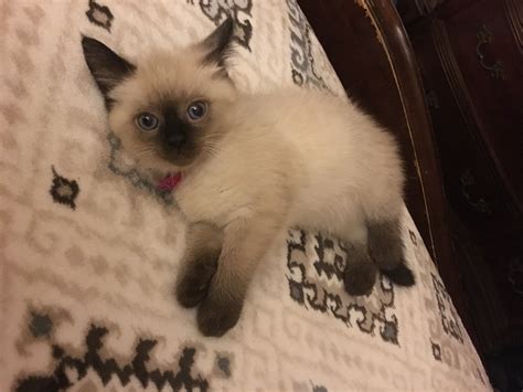 Shipped with usps first class package. Himalayan Cats For Sale | McCombs, KY #298898 | Petzlover