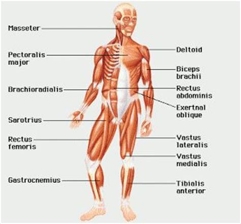 This is a table of muscles of the human anatomy. Skeletal muscle,smooth muscle, and the cardiac muscle are the three main muscles. | Muscular ...