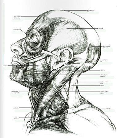 En condiciones naturales, el animal salvaje, entre otras cosas, no se. Cómo dibujar el cuerpo humano. 5 libros de anatomía ...