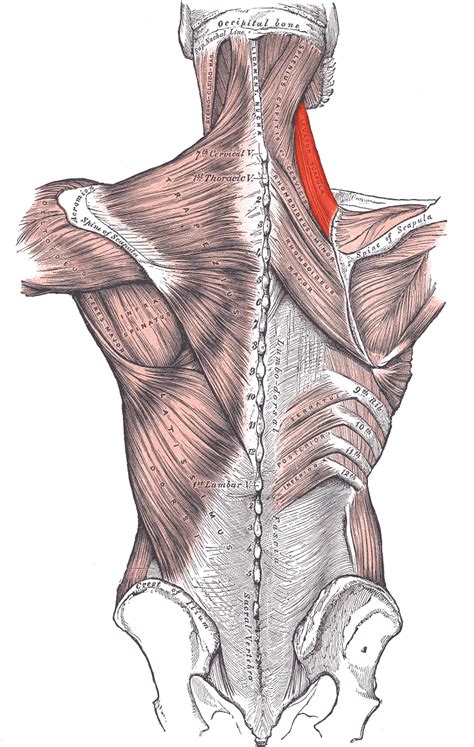 The following is a list of muscles you will need to know for your physiology class. Back Muscles: Names And Diagram | Science Trends