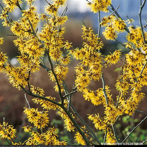 Pflanzenversand gartenpflanzen online kaufen | garten schlüter. Oczar pośredni Westerstede - Hamamelis intermedia Westerstede