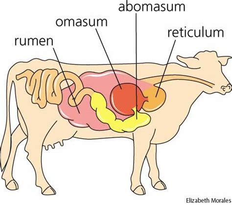 A cow is a ruminant that has one stomach with four digestive compartments. ruminant digestive system 9-12