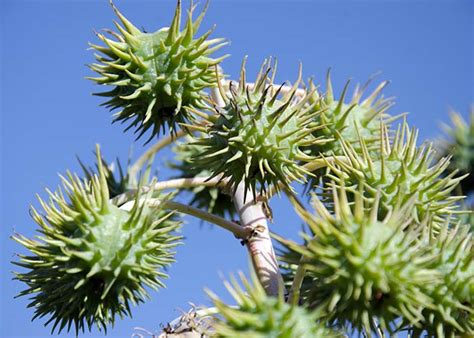 El objetivo de nuestra comunidad es ayudarnos a encontrarnos con nosotras mismas, valorarnos y. Cientistas brasileiros criam uma cultivar de mamona sem ...