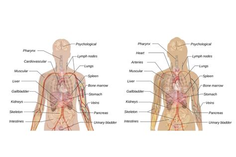 Herausgegeben und bearbeitet von h. Anatomie A-Z - Organe im Menschlichen Körper, Aufgaben ...