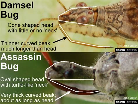 It doesn't depend for shelter or reproduction except for food. Damsel Bug Look-a-Likes | NC State Extension
