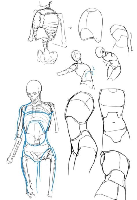 Some torso for your reference, noob anatomy but feel free to use them hehehehehehhe btw sorry for being. Torso reference | Tutorial de dibujo de figuras, Dibujos ...