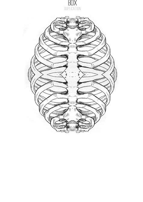 It encloses and protects the heart and lungs. Rib Cage. on Behance