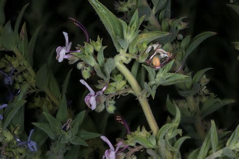 It is mostly used as a weed killer, but it has some unwanted effects so you are better off pulling any weeds out by hand. Vinegar Weed Trichostema Lanceolatum | George Sherman | Flickr