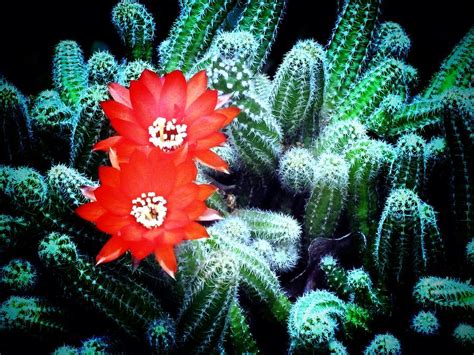 This cactus blooms gorgeous yellow flowers and is the largest and tallest species in its genus. Cattail Cactus II Photograph by Mary Ann Southern