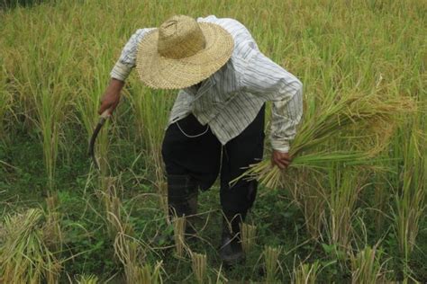 Evaluation of action thresholds against chronic insect pests of rice in the philippines: Piñol junks proposal to import unhusked rice