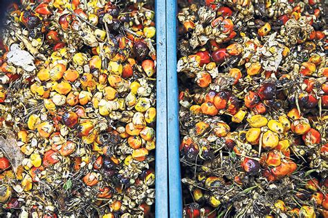 The european parliament issued a resolution in 2017 to phase out and eventually ban biofuels made from palm oil. Palm oil ban — EU saving its skin and the bloating subsidy