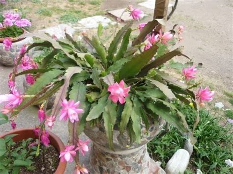La frailea è una pianta grassa appartenente alla famiglia delle cactaceae. Piante grasse cactus - Piante grasse - Caratteristiche dei cactus