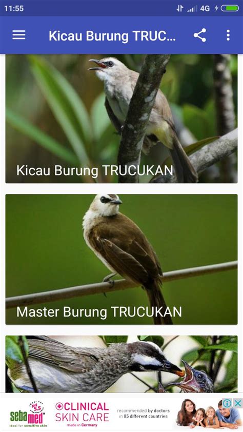 Kicau burung trucukan gacor 3.0 free. 700+ Gambar Burung Trucukan Garuda HD - Gambar ID