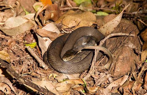 Der inlandtaipan lebt tief im outback in den heißen wüstengegenden im westen von queensland. Gefährliche Tiere in Australien 🦘 | outdoorcamp.de