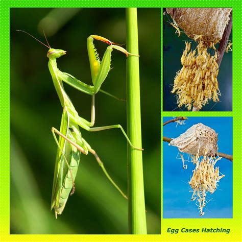 It didn't take long for john to question why ducks couldn't be used as pest control on the vines as well. Two Chinese Praying Mantis Eggs-Fresh for 2020 + Bonus ...