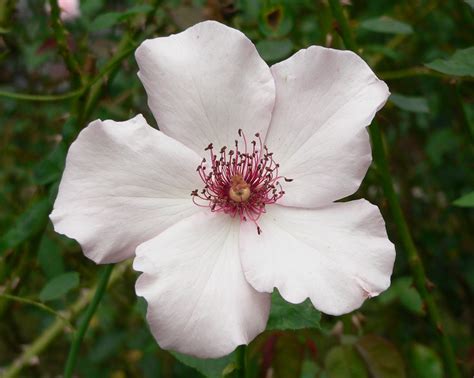 Beginner's Rose List « Minnesota Rose Society