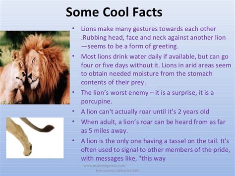 Hummingbirds are the only birds that can fly backwards. All about lions 30 fun ,interesting facts for kids ppt.