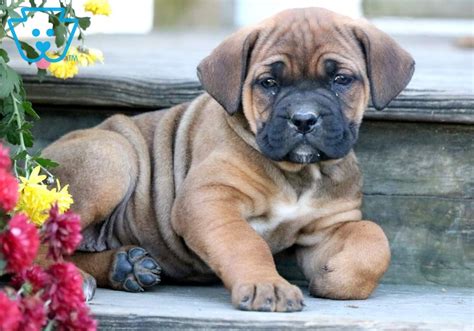 What's the buying rate of cane corso puppies per year in the usa? Tabby | Cane Corso Puppy For Sale | Keystone Puppies